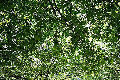 和风ARPG《物怪之国》2024年登陆steam 预定登陆主机